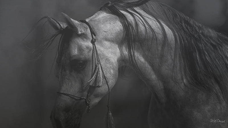 Quarter Horses for Sale