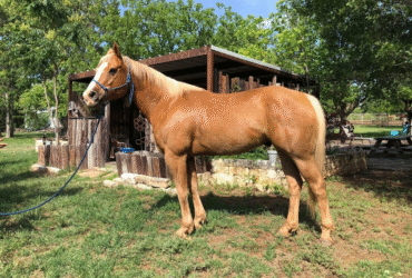 "Happy" Palomino Gelding Paint
