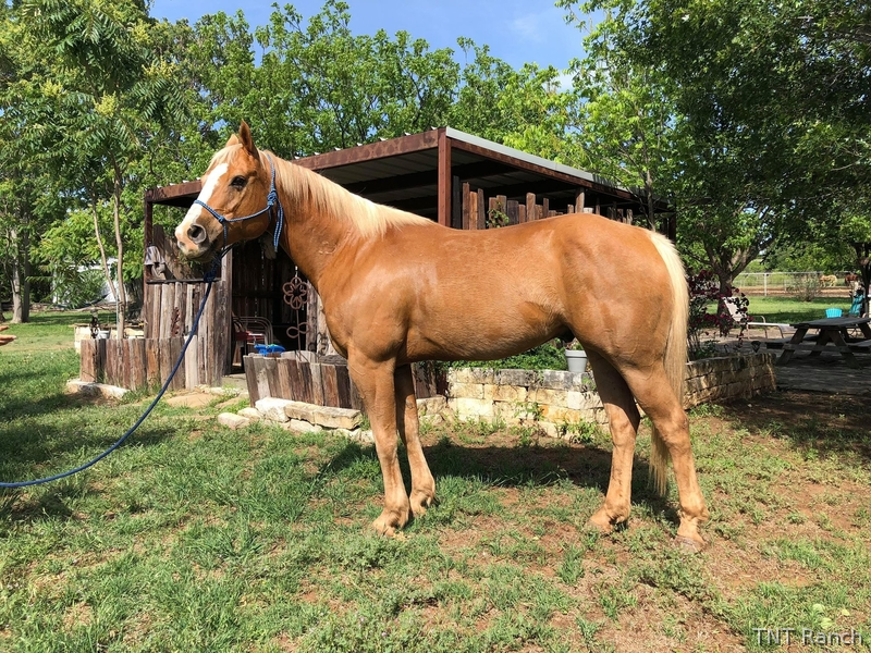 "Happy" Palomino Gelding Paint