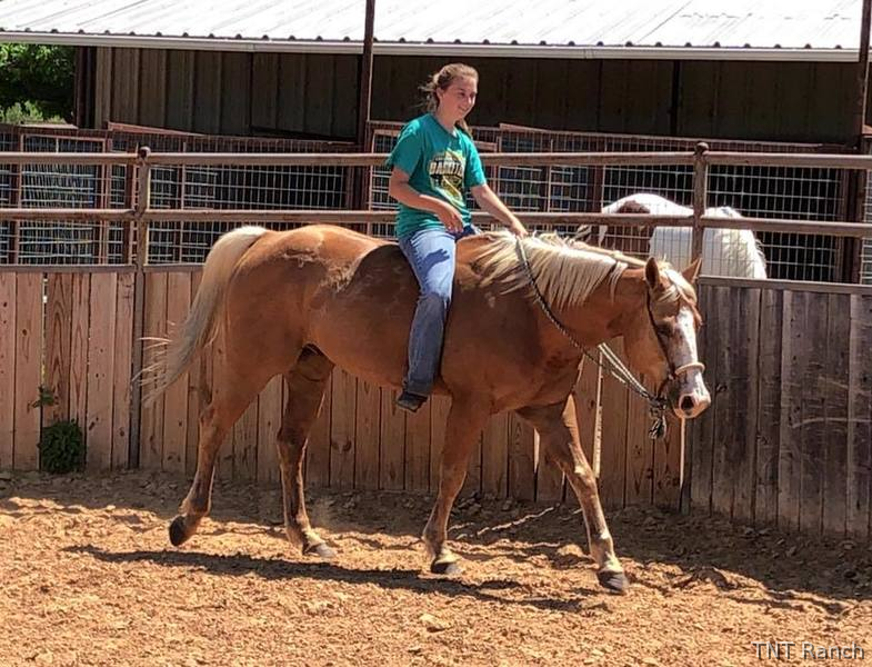 "Happy" Palomino Gelding Paint