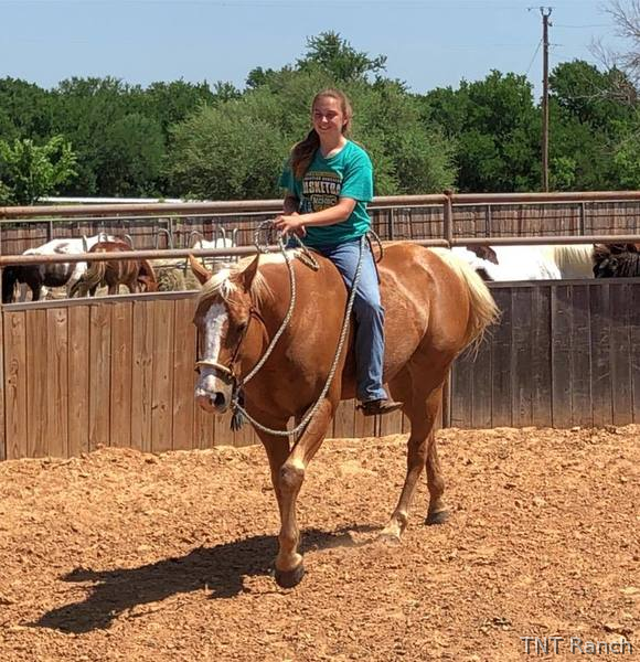 "Happy" Palomino Gelding Paint
