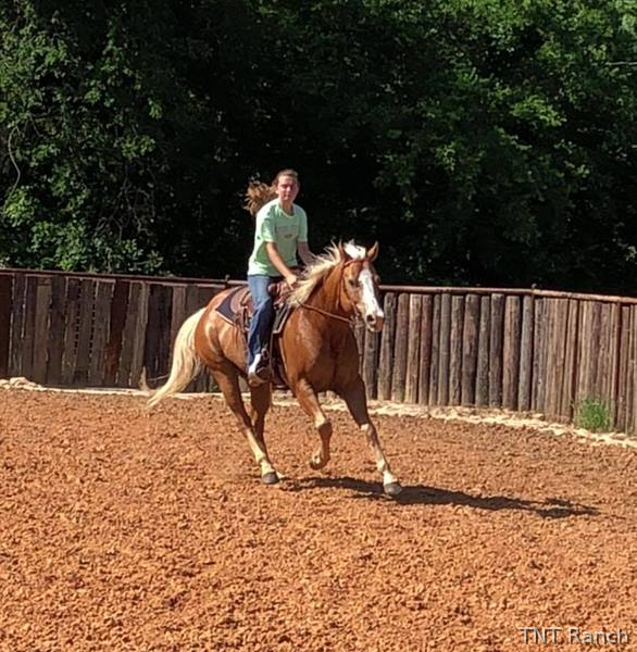 "Happy" Palomino Gelding Paint