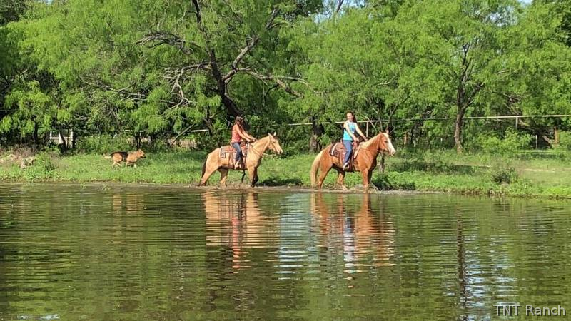 "Happy" Palomino Gelding Paint