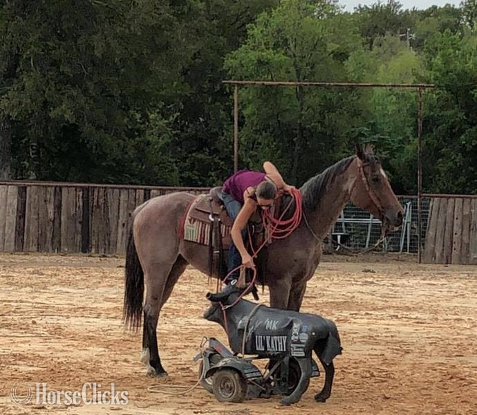 "Turk" Bay Roan Gelding Quarter Horse