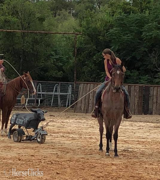 "Turk" Bay Roan Gelding Quarter Horse