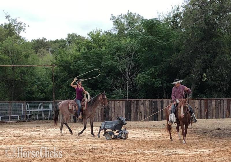 "Turk" Bay Roan Gelding Quarter Horse