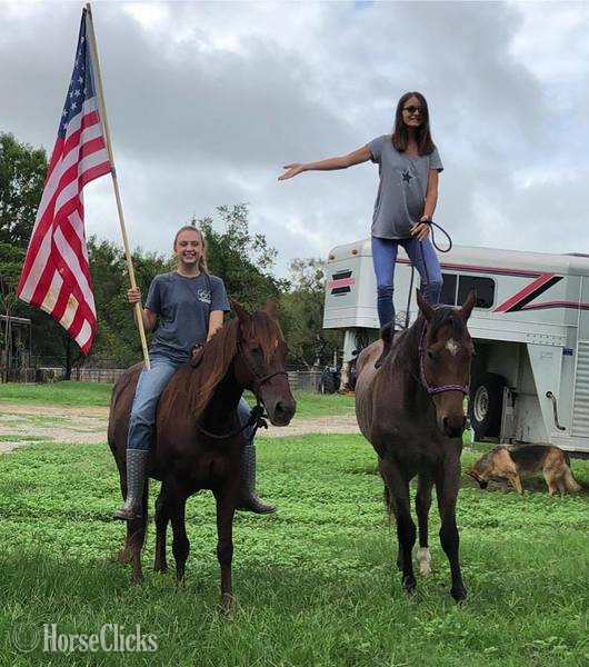 "Turk" Bay Roan Gelding Quarter Horse