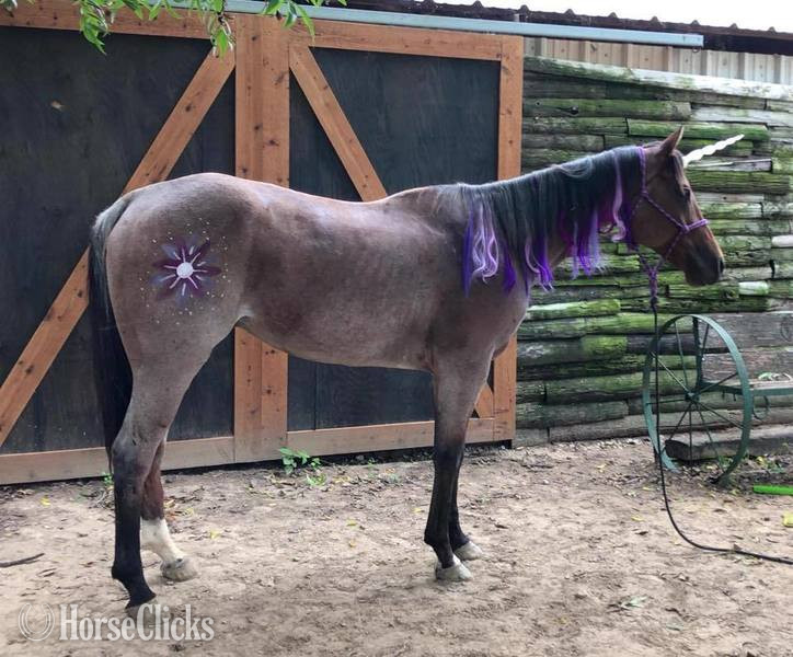 "Turk" Bay Roan Gelding Quarter Horse