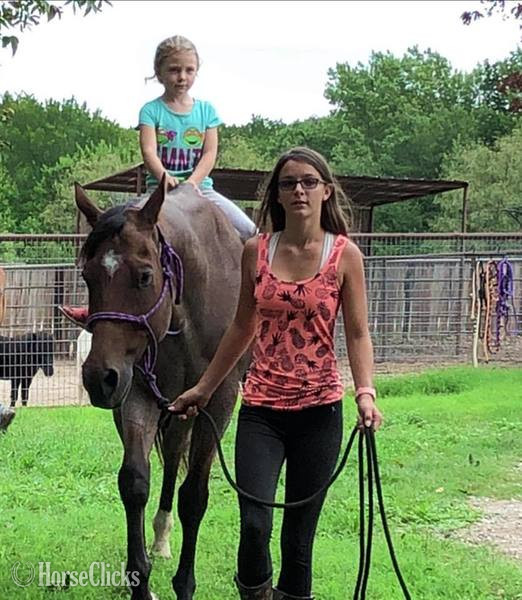 "Turk" Bay Roan Gelding Quarter Horse