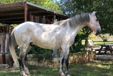 "Andy" Grey Gelding Quarter Horse
