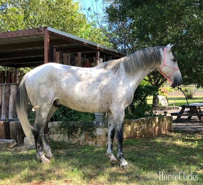 "Andy" Grey Gelding Quarter Horse