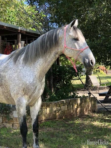 "Andy" Grey Gelding Quarter Horse