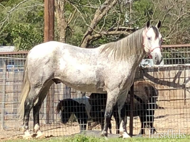 "Andy" Grey Gelding Quarter Horse