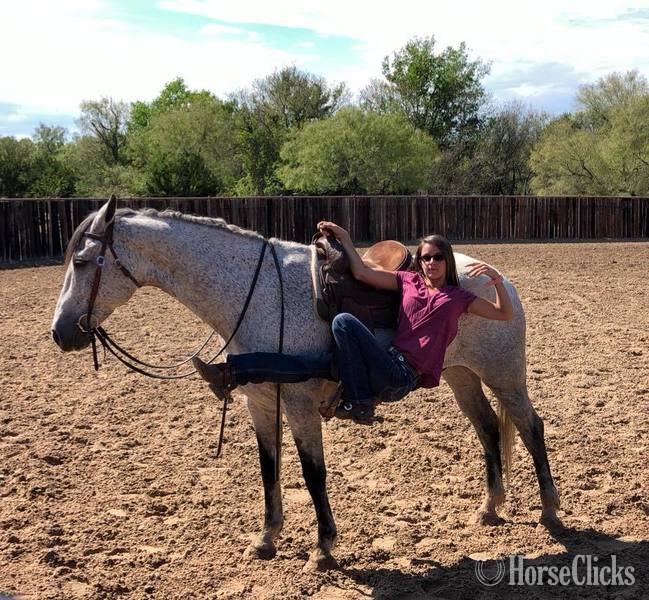 "Andy" Grey Gelding Quarter Horse