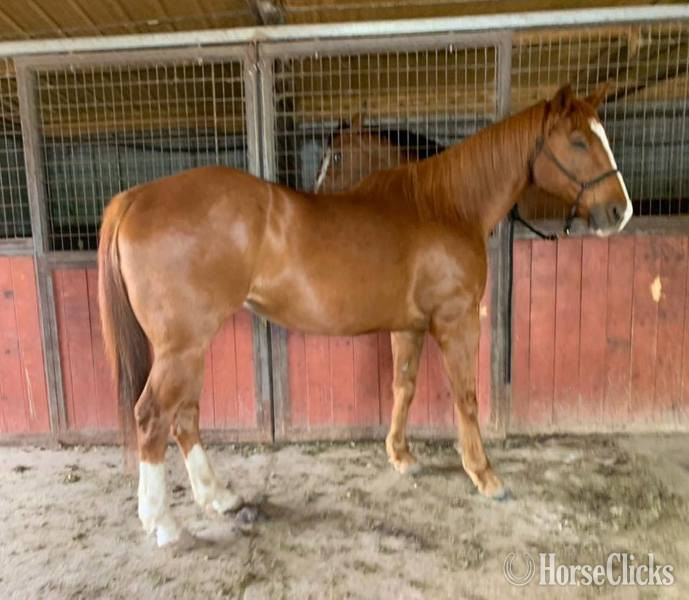 "Caddy" Sorrel Gelding Quarter Horse