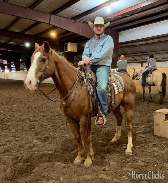 "Caddy" Sorrel Gelding Quarter Horse