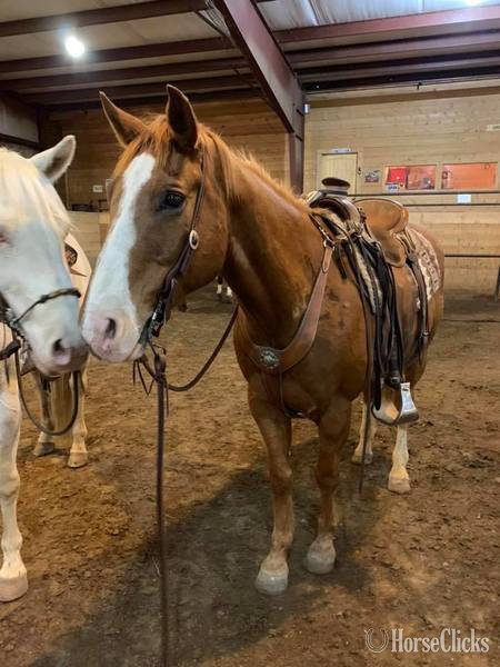 "Caddy" Sorrel Gelding Quarter Horse