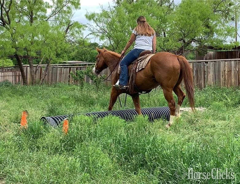 "Caddy" Sorrel Gelding Quarter Horse