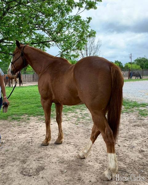 "Caddy" Sorrel Gelding Quarter Horse