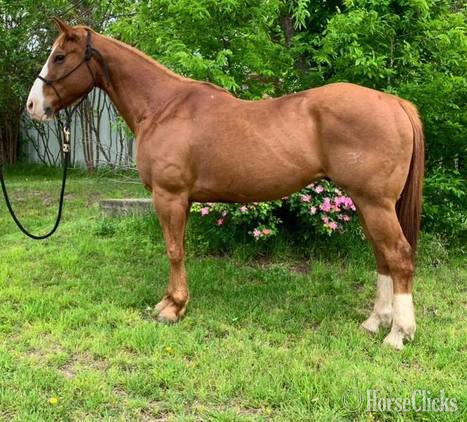 "Caddy" Sorrel Gelding Quarter Horse