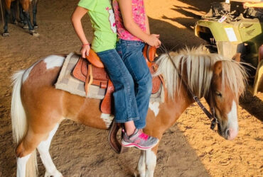 "Hero" Sorrel Gelding Pony