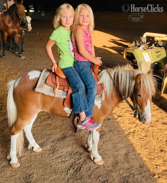 "Hero" Sorrel Gelding Pony
