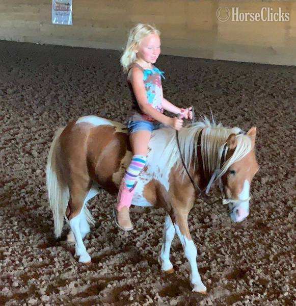 "Hero" Sorrel Gelding Pony