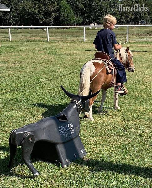 "Hero" Sorrel Gelding Pony