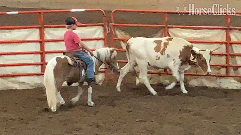 "Hero" Sorrel Gelding Pony