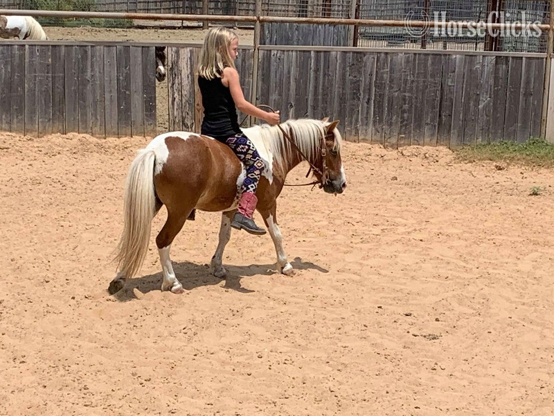 "Hero" Sorrel Gelding Pony