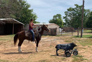 "Axle" Chestnut Gelding Quarter Horse