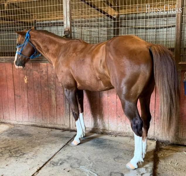 "Axle" Chestnut Gelding Quarter Horse