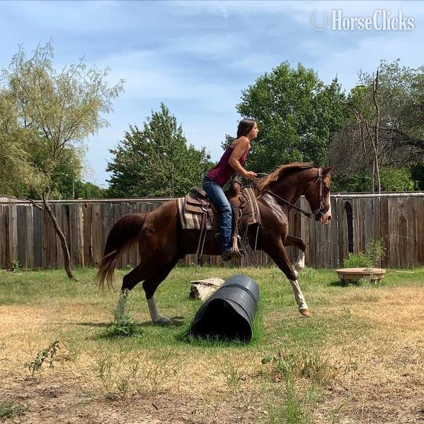 "Axle" Chestnut Gelding Quarter Horse