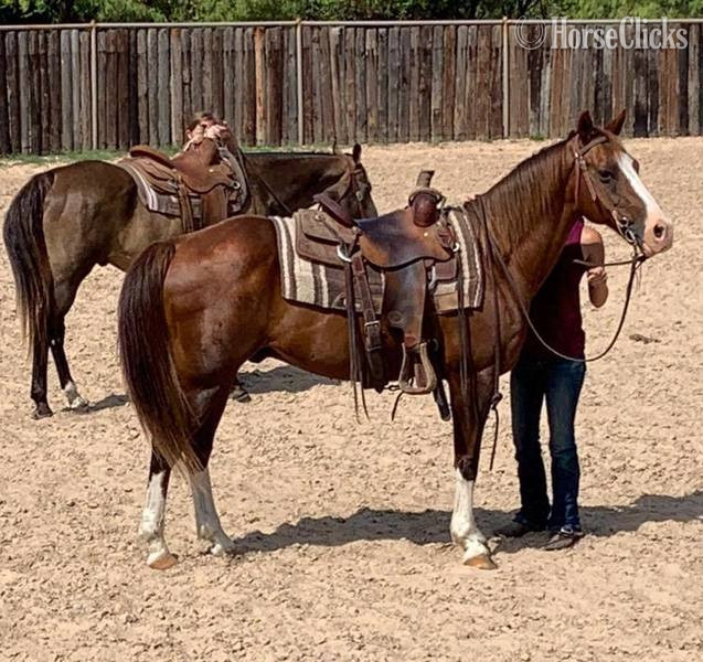 "Axle" Chestnut Gelding Quarter Horse