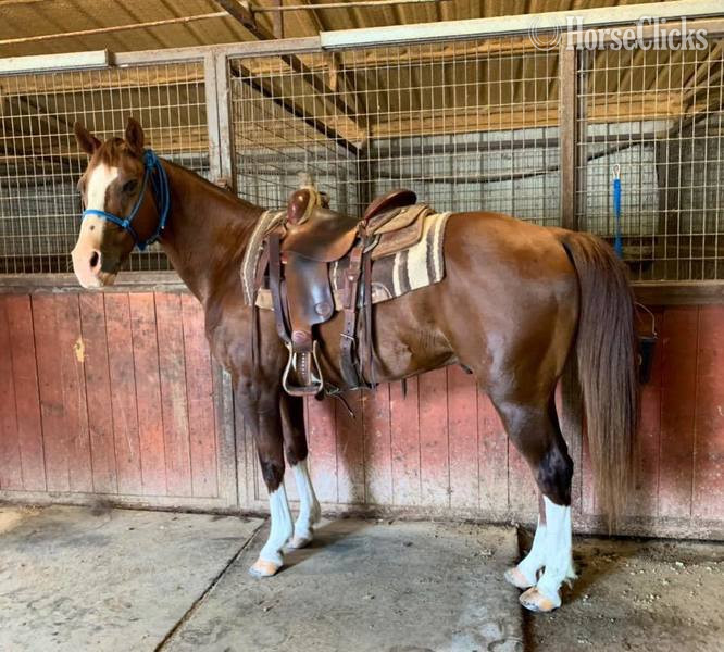 "Axle" Chestnut Gelding Quarter Horse