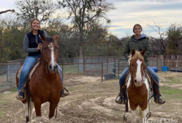 "Malone" Sorrel Gelding Pony