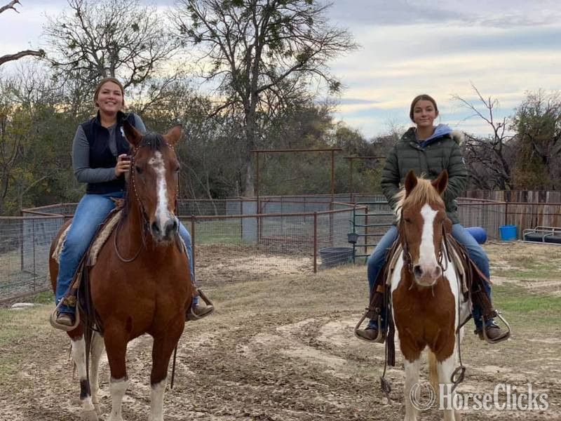 "Malone" Sorrel Gelding Pony
