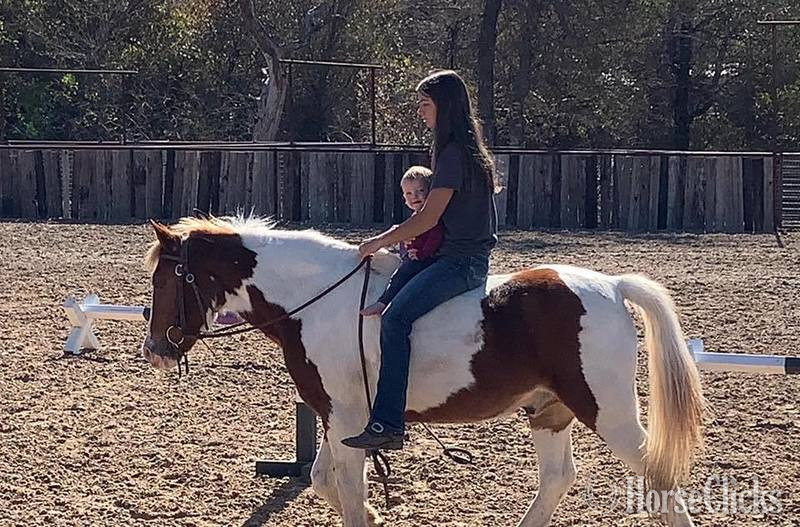 "Malone" Sorrel Gelding Pony