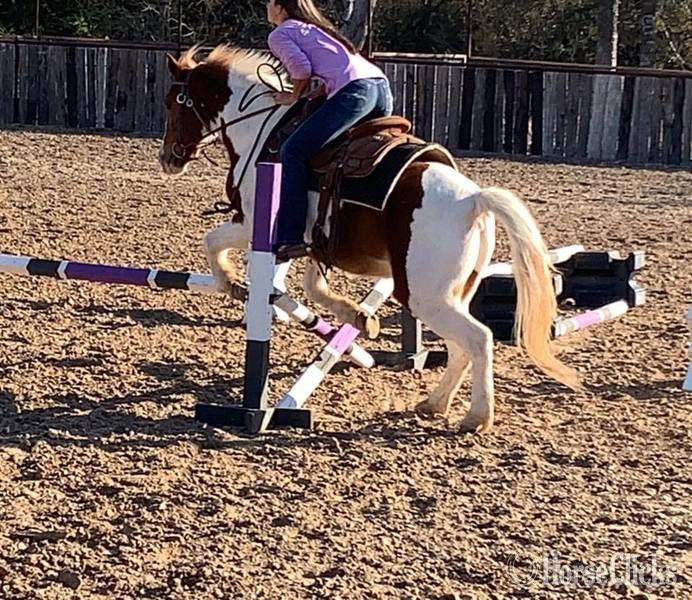 "Malone" Sorrel Gelding Pony