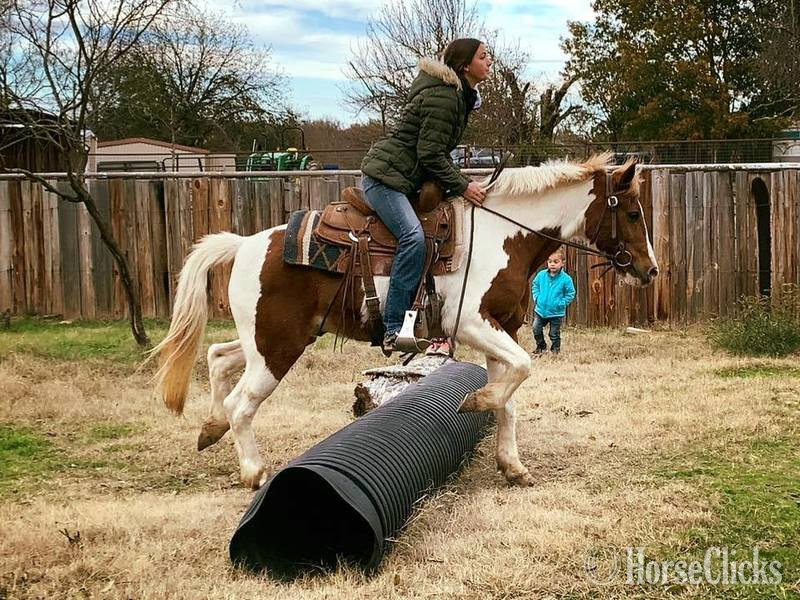 "Malone" Sorrel Gelding Pony