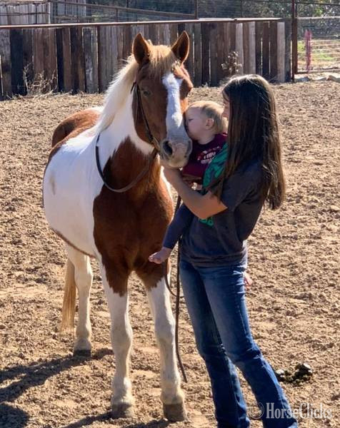 "Malone" Sorrel Gelding Pony