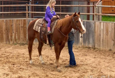 "Monty" Sorrel Gelding Quarter Horse
