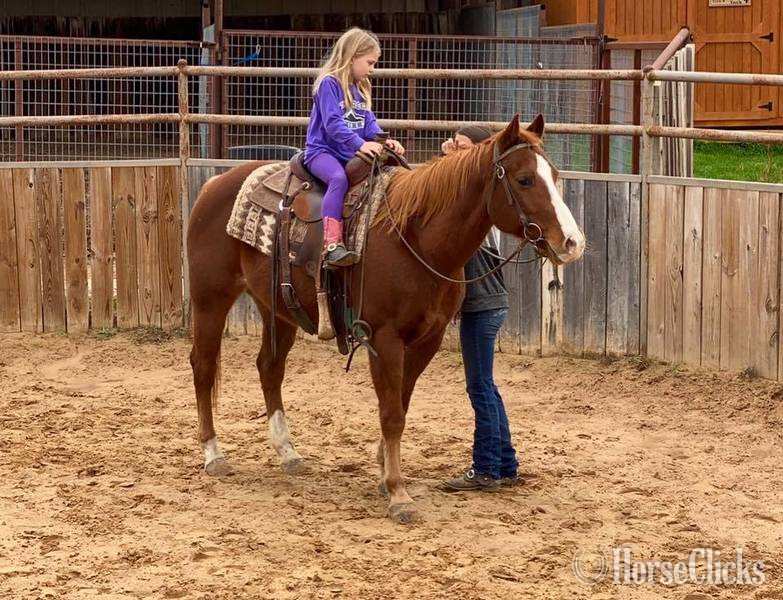 "Monty" Sorrel Gelding Quarter Horse