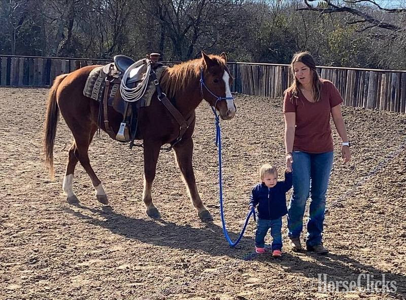 "Monty" Sorrel Gelding Quarter Horse