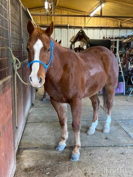 "Monty" Sorrel Gelding Quarter Horse