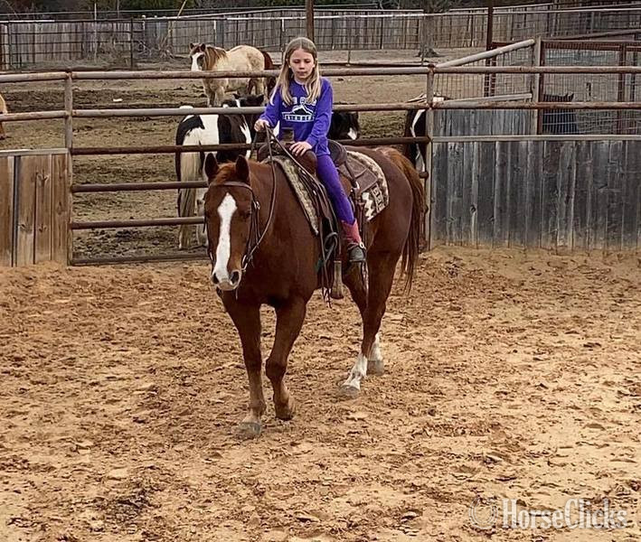 "Monty" Sorrel Gelding Quarter Horse