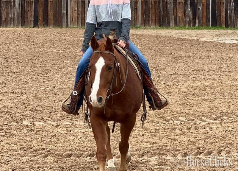 "Monty" Sorrel Gelding Quarter Horse