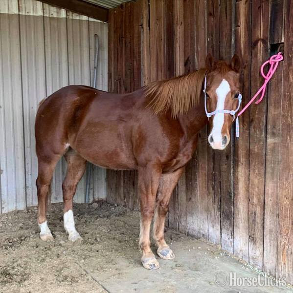 "Monty" Sorrel Gelding Quarter Horse