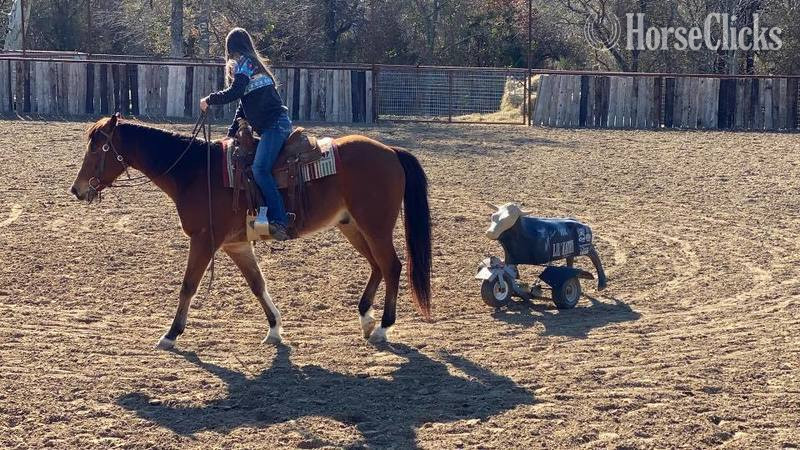 "Koda" Bay Gelding Quarter Horse