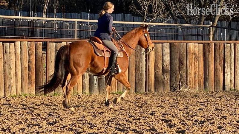 "Koda" Bay Gelding Quarter Horse